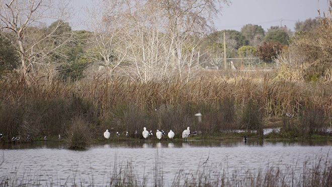 Deputados salvam zonas húmidas do Algarve incluindo Alagoas Brancas